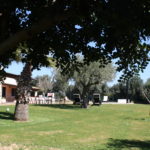 Dettaglio Giardino